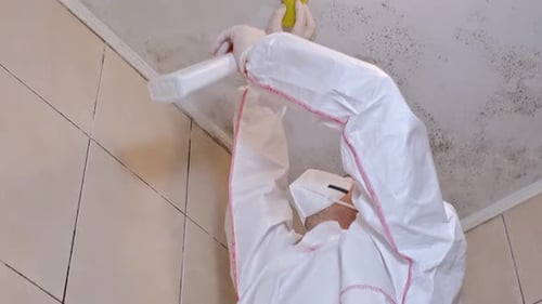 Person Cleaning Mold from Ceiling with Sponge