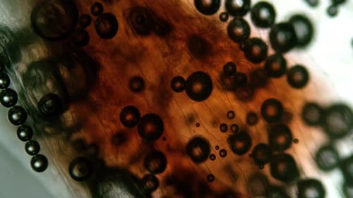 Microscopic Bubbles Rising in Abstract Organic Liquid Texture