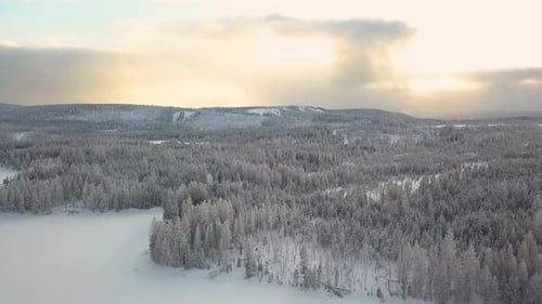 Aerial panorama, pine tree forest in the winter covered in thick snow during golden hour