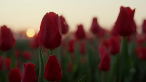Closeup Blooming Flower Field With Many Red Tulips In Sunset Light. Macro Shot Of Beautiful Purpl...