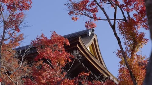 Stunning slider reveal over rooftop of temple in Koyto during fall colors