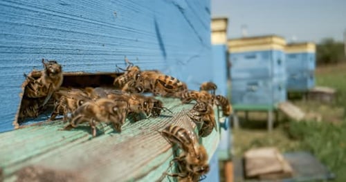 Honigbienen fliegen in Superzeitlupe in die Nähe eines Bienenstocks. Aufgenommen mit einer Superzeitlupenkamera mit 1000 Bildern pro Sekunde.