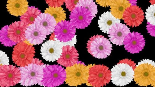 Colorful Daisy Flowers Falling and Rising Transition Overlay