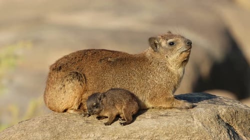 Rock Hyrax con su cachorro tomando el sol en una roca