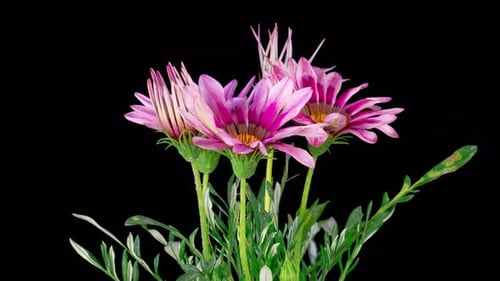 Ouverture de magnifiques fleurs de Gazania