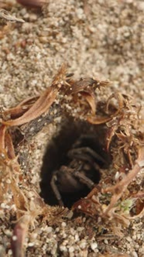 Eine Spinne gräbt sich im Sand, sie kommt schnell heraus, während kleine rote Spinnen in der Nähe kriechen.