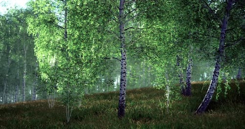 Vibrant Green Birch Trees in a Tranquil Forest During Daylight Hours
