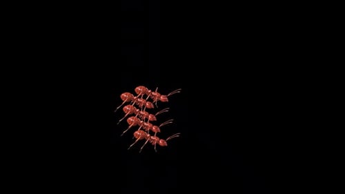Eine Gruppe von Ant Walk 2