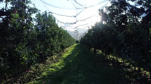 POV of al walk between apple trees covered by a net
