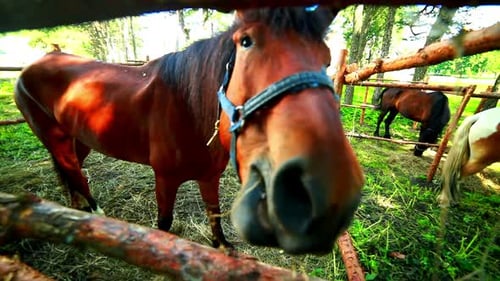 Pferd frisst hinter Holzzaun/Pferd blickt in die Kamera/Nahaufnahme eines Pferdekopfes /Junge Pferde