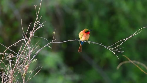 Red Throated Bee Eater with bright red green yellow and blue feathers resting on a tree twig