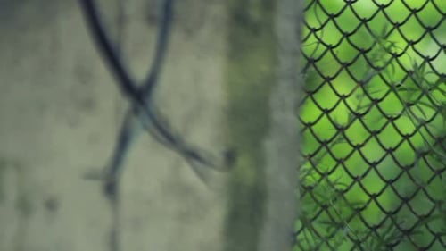 Fence and greenery with slow panning camera movement
