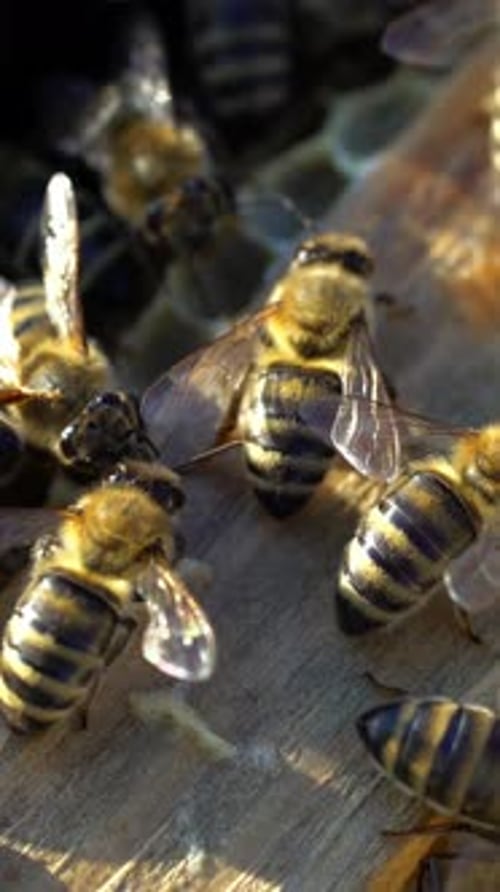 Several bees fluttering their wings inside of their beehive in a sunny day.