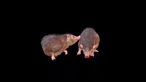 Two Brown Shrew-like Animals Walking and Sniffing