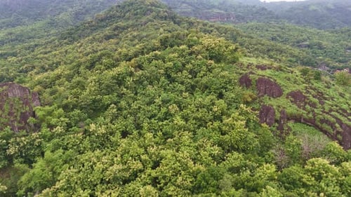 AERIAL : view of green trees of forest on the mountainous landscape.