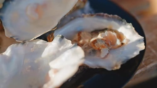 Oysters Shells After Eating in Cafe