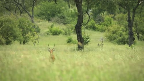Adult impala standing alone in African safari tall green grass bush looking at camera, Sabi Sands ga