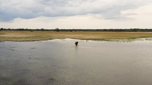 Büffel im Nationalpark