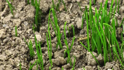 Seedlings Growing Out of the Ground in Spring