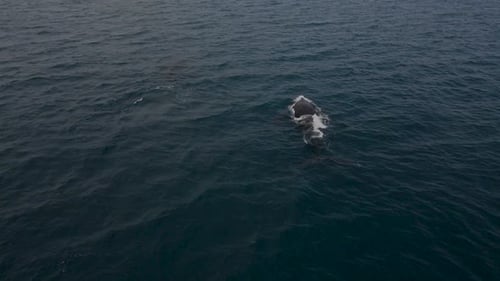Two humpback whales traveling and diving in the open ocean.