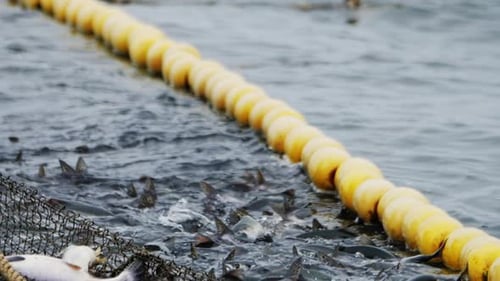 Ocean's Bounty captura peixe capturado em redes indica que profissionais de transporte bem-sucedidos entregam peixes capturados