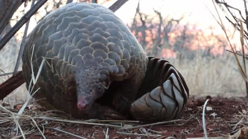 A low angle view of a ground pangolin unroll and looking into the camera.