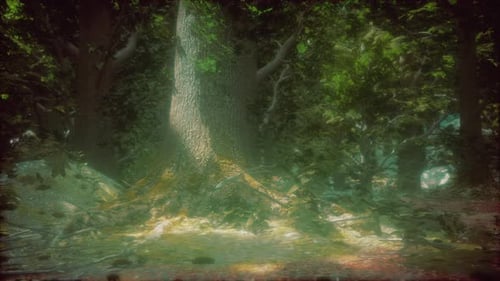 Tree Roots and Sunshine in a Green Forest