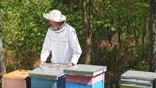 Beekeeper Inspecting Bee Hives in Rural Apiary