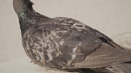 Gros plan d'un pigeon avec un œil orange vif en lumière naturelle sur fond neutre
