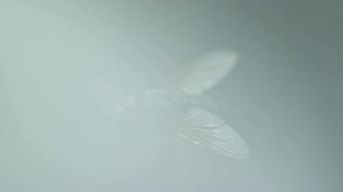 Housefly captured in close up macro shot in detail inside the moving fog and white smoke wave with w