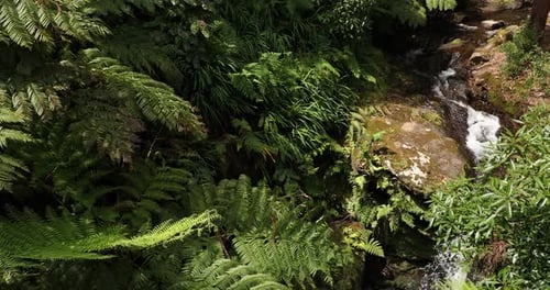 Forest Vegetation With Downpouring Stream On Mossy Rocks At Parque das Frechas On Terceira Island In