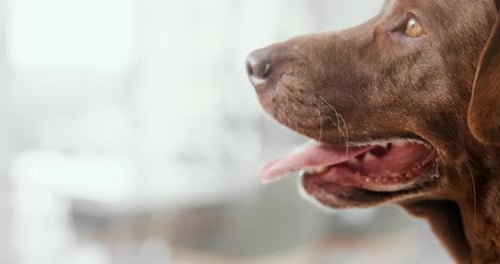 Chocolate Labrador Dog Close Up with Tongue