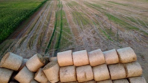 Many Bales Compressed Dry Wheat Straw Twisted Round Rolls on Field Sunset Dawn