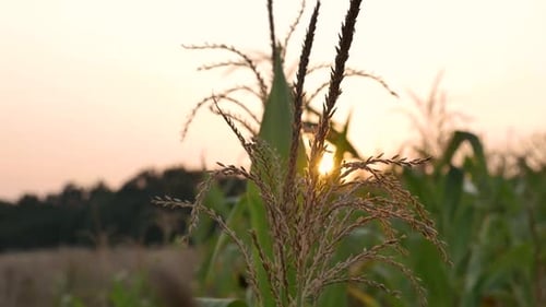 corn with sunset in the background close