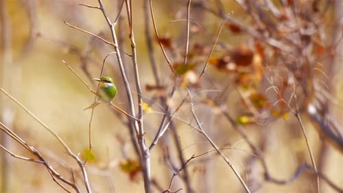 swallow tailed bee eater on Branch