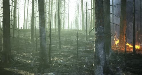 Forest Engulfed By Wildfire Illuminating the Haze of a Charred Landscape
