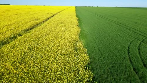 Top View of Field with Rapeseed and Field with Grass Against Blue Sky