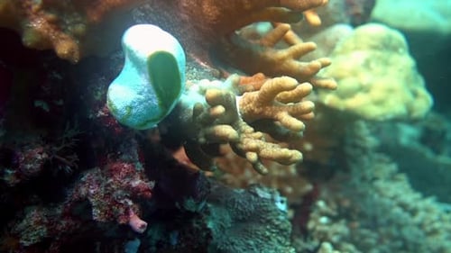 Sea squirt and Sinularia coral on coral reef.