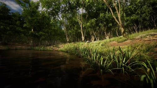 Pond in Mossy Green Forest