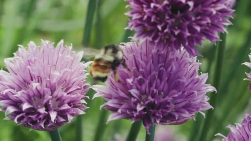 Hovering Bee On Purple Chive Flower Blossoms. Close-up Shot