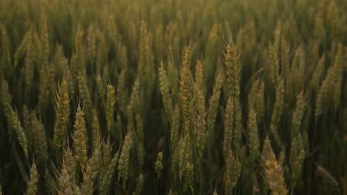 the Camera Moves Deep Into a Wheat Field with Green Ears of Wheat at Sunset