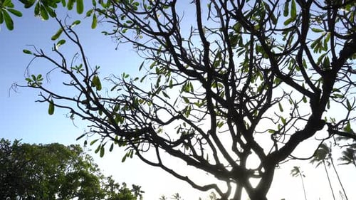 Panning view of Hawaiian Plumeria tree silhouette at sunset time. Blue sky and backlight with sun be