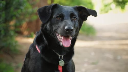 Contented Dog with Tongue Out in Natural Light