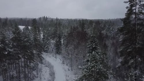 Establishing, revealing shot of a forest during winter, full of snow. horizontal. Swedan.