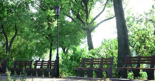 Peaceful Park Setting with Benches Under Sunlight and Greenery
