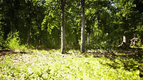 Sun Beams Through Thick Trees Branches in Dense Green Forest