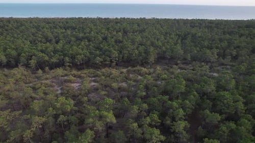 Aerial Forest Sea