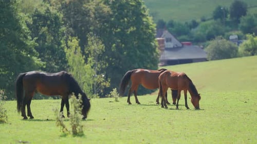 Drei braune Pferde grasen auf einer üppig grünen Wiese im Sonnenlicht, mit Bäumen und einem fernen Bauernhof beh