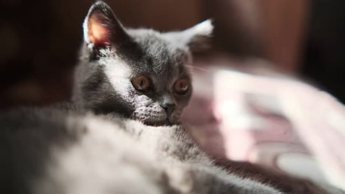Relaxing Gray Kitten Indoors in the Sunlight