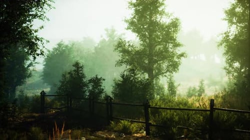 A Fence in the Middle of a Forest